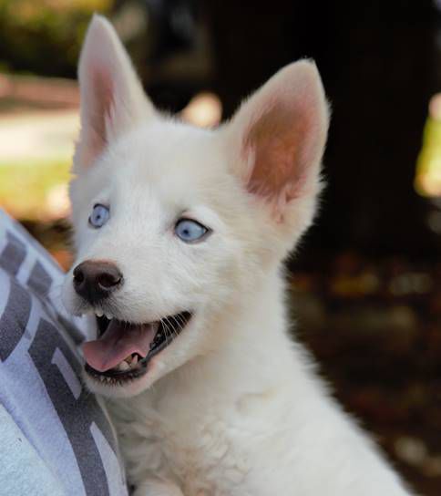 Puppy Found In Dumpster In April Euthanized Following Continuing Health Issues Local News Journalnow Com
