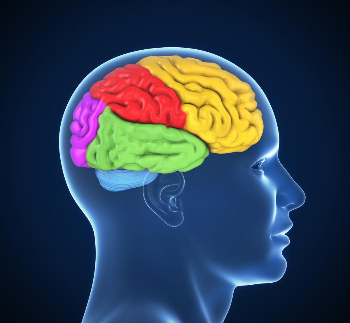 human brain 3d illustration (copy)