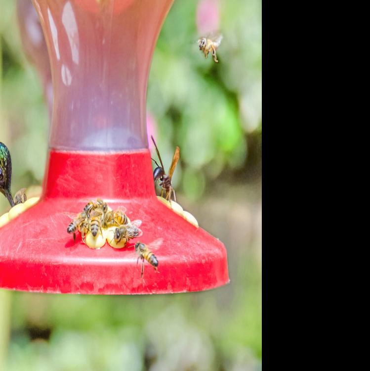 Ask Sam What Can I Do About Honey Bees At My Hummingbird Feeder