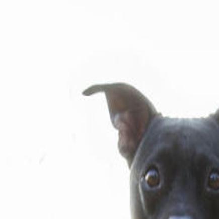 recent pit bull attack raises questions