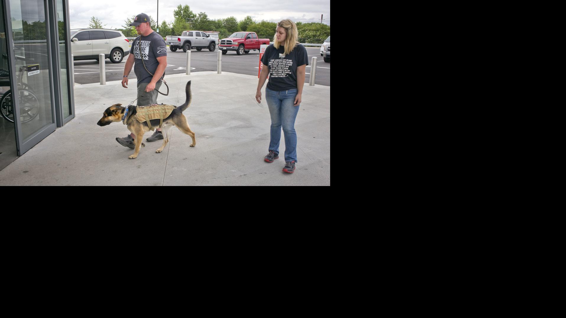 service dogs from lexington group offer lifelines to military veterans for free local news journalnow com