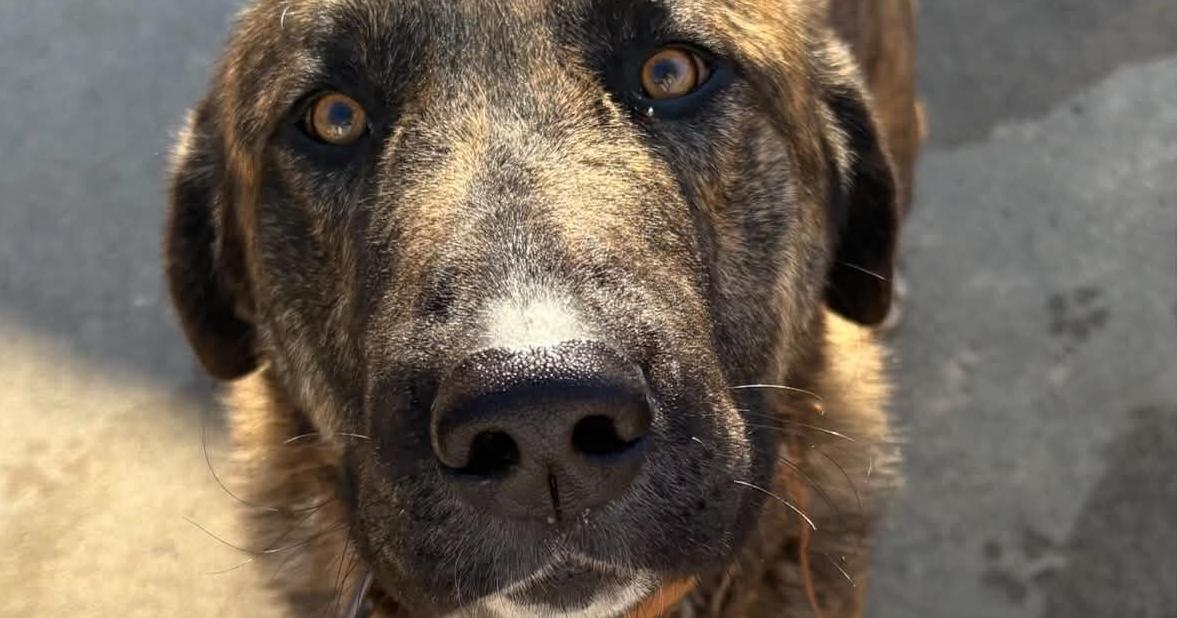 An off-duty Winston-Salem officer fatally shot a dog. Owner is not buying his story