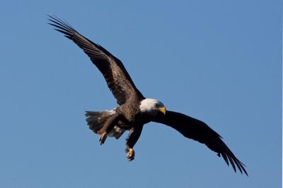 You Can See An Eagles Nest At Pilot Mountain Food