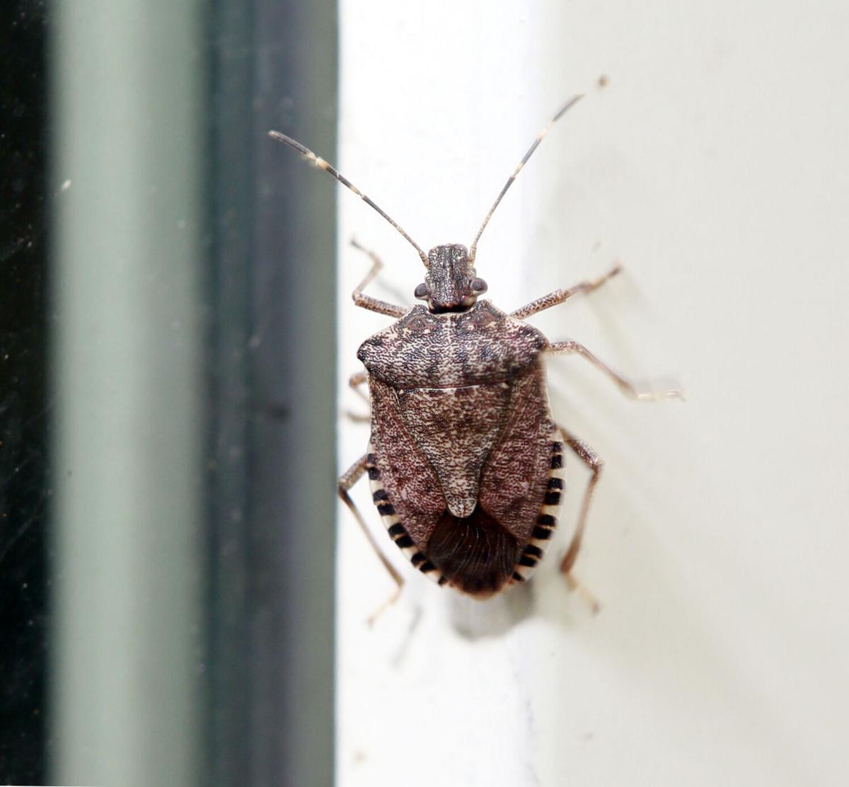 Stink bugs, other insects fleeing into Carolina homes with cooler