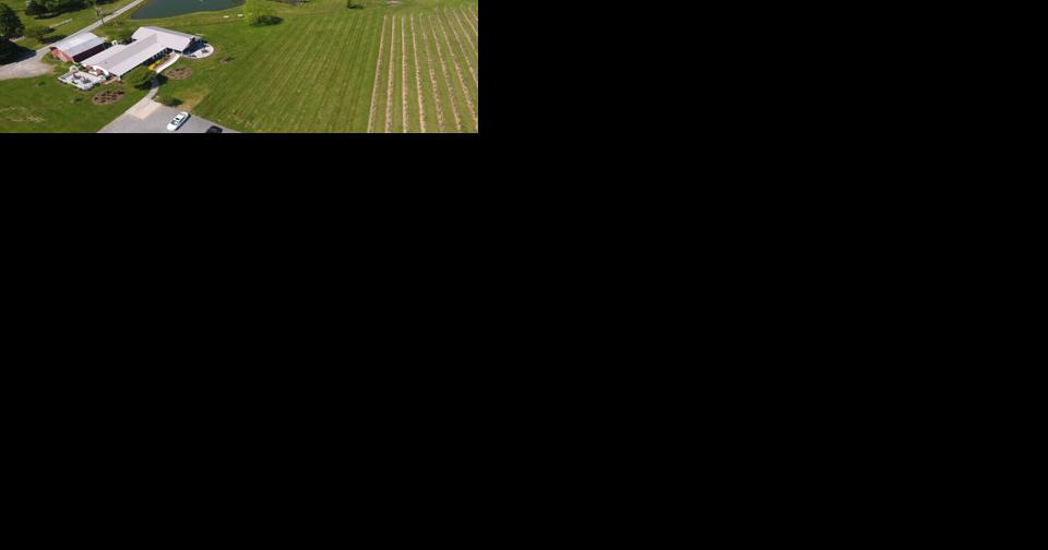 Laurel Gray Vineyards nearly doubles acreage with recent purchase in Hamptonville - Vimarsana News