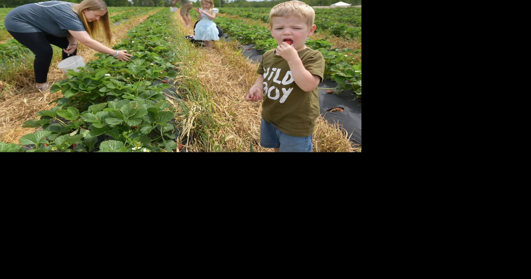 PHOTOS R&M Strawberry farm in Belews Creek