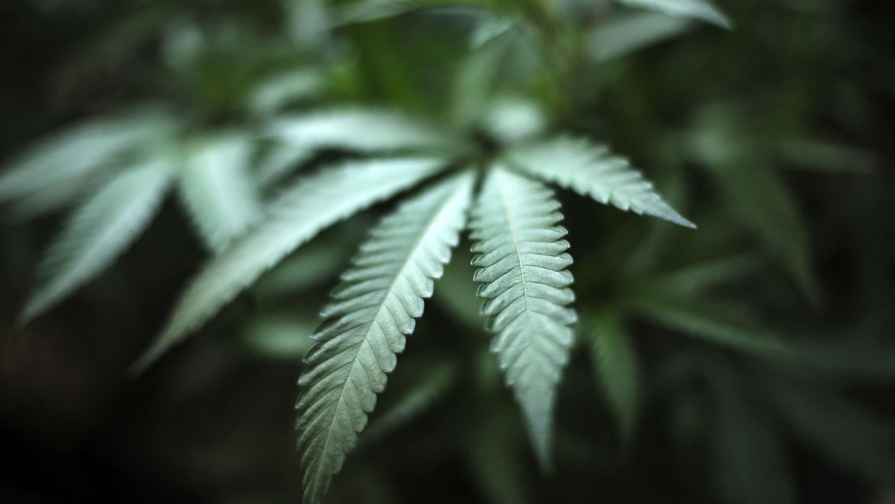 Medical marijuana bill clears first N.C. Senate committee step - Vimarsana News