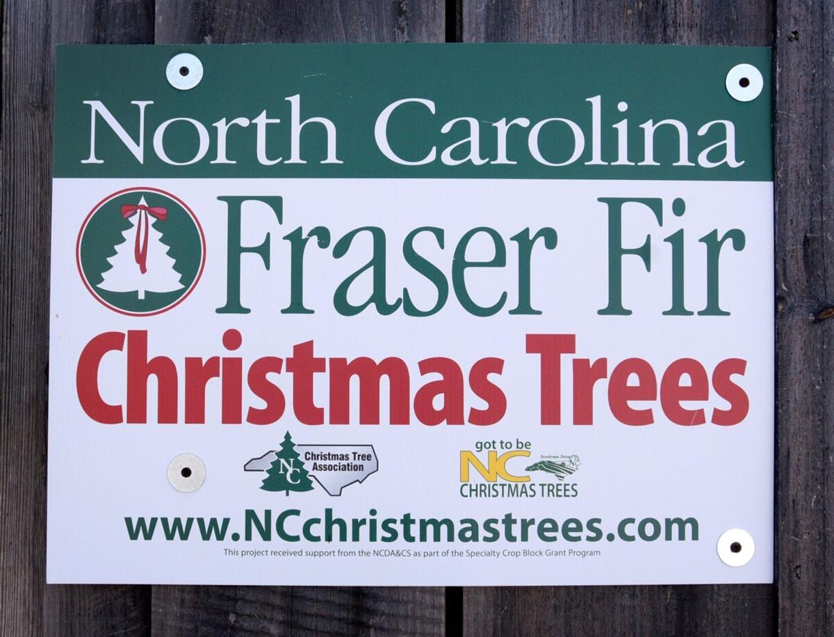 Fraser Fir Trees - NC Christmas Trees Association