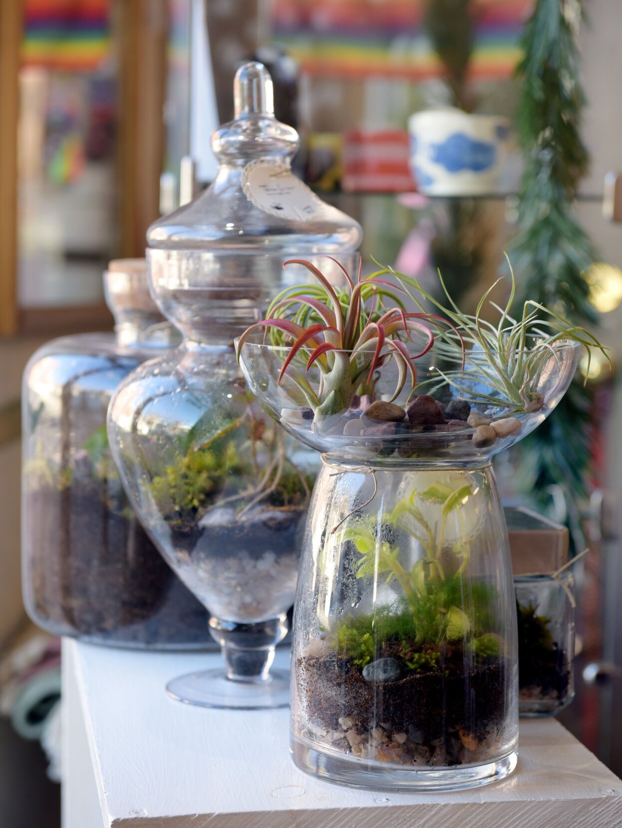 Mossy Mojo Terrariums