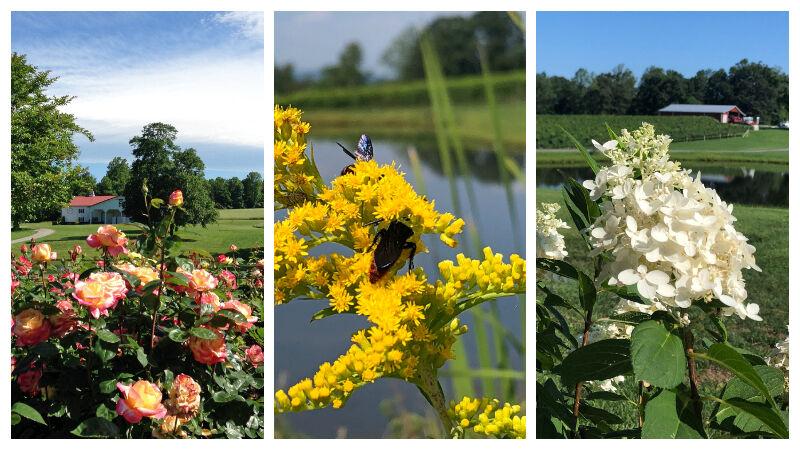 The Gardens of Laurel Gray Vineyards | Property & Yard
