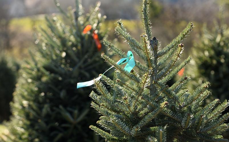 Ask SAM Where did the tradition of putting up Christmas trees come from?