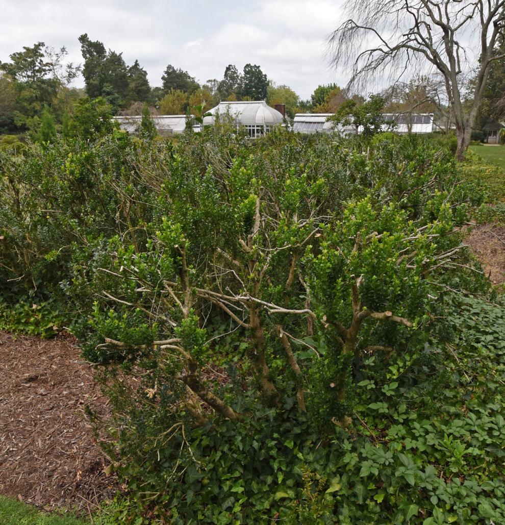 Treatment, replacement are options for dealing with boxwood blight