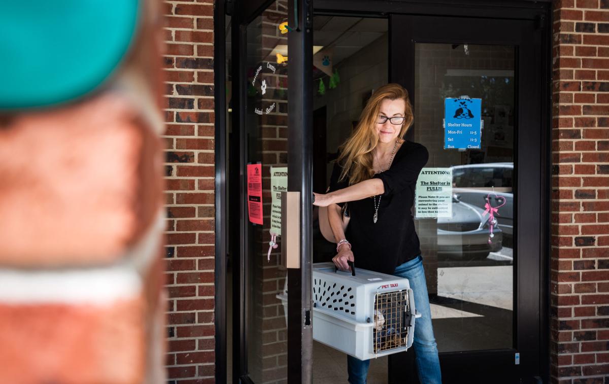 Davidson County animal shelter full; animals may be euthanized within