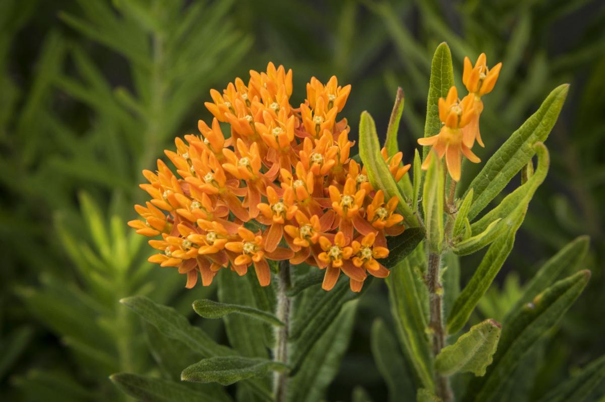 Native Plants at Frank�s Perennial Border Galleries