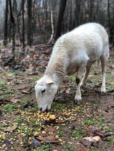 Furry, white animal seen roaming in the woods in Pfafftown. What it is, and whose, unknown. Furry, white animal seen roaming in the woods in Pfafftown. What it is, and whose, unknown.