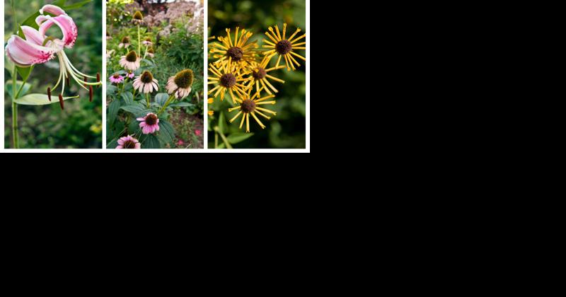 Garden on Winston-Salem's Polo Road has strangers stopping to take a look - Vimarsana News