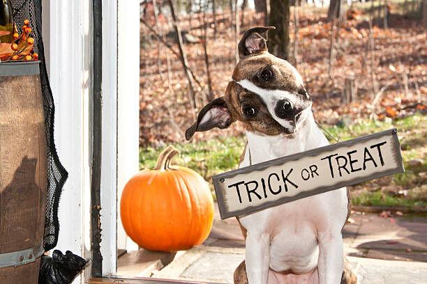 How To Prepare Your Dog For Halloween Pets Journalnow Com