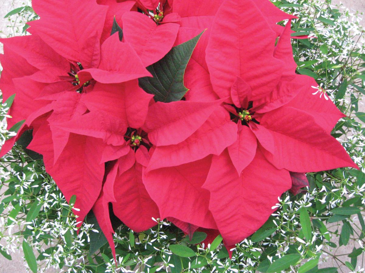 MItchell's Nursery diamond point poinsettias