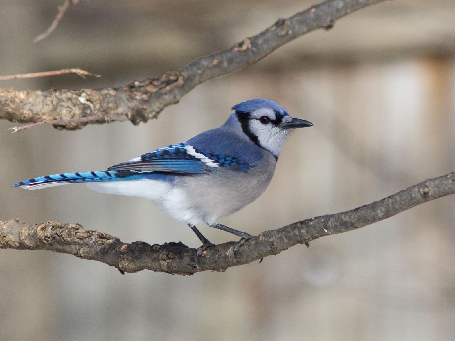 Birds The Blue Jay Is Not Everyone S Favorite Bird But It Is Stunning Journalnow Com Birds The Blue Jay Is Not Everyone S Favorite Bird But It Is Stunning Journalnow Com