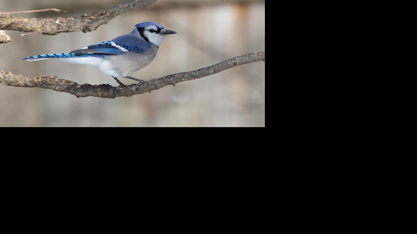 Birds The Blue Jay Is Not Everyone S Favorite Bird But It Is Stunning Journalnow Com