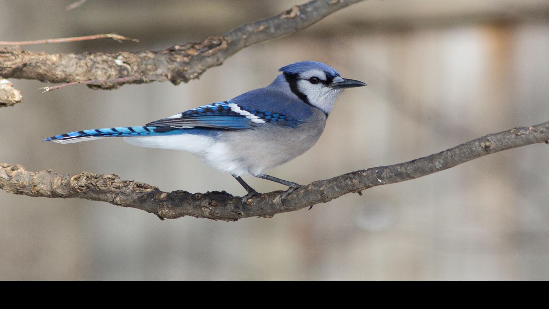 Birds The Blue Jay Is Not Everyone S Favorite Bird But It Is Stunning Journalnow Com