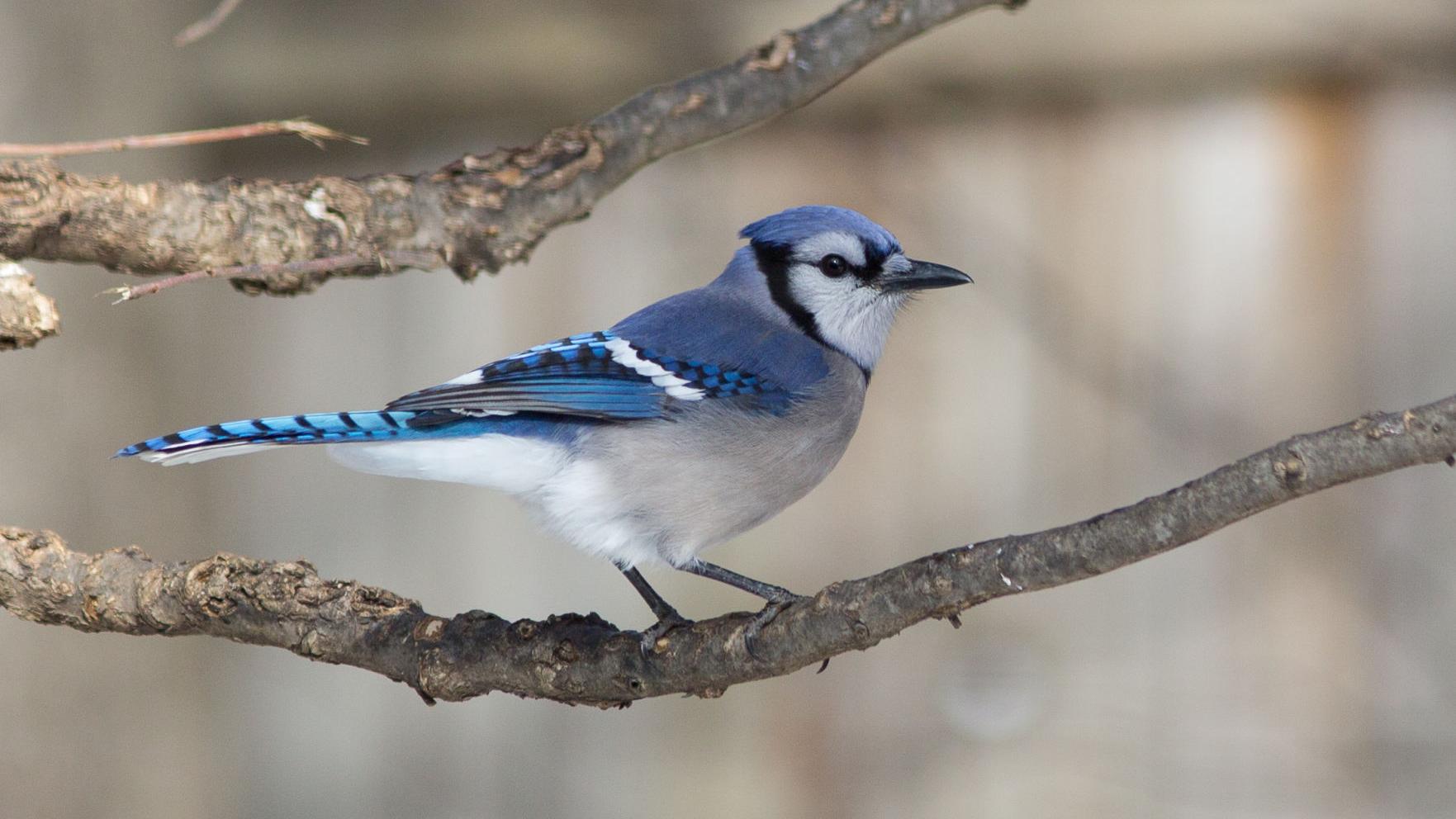 Birds The Blue Jay Is Not Everyone S Favorite Bird But It Is Stunning Journalnow Com Birds The Blue Jay Is Not Everyone S Favorite Bird But It Is Stunning Journalnow Com