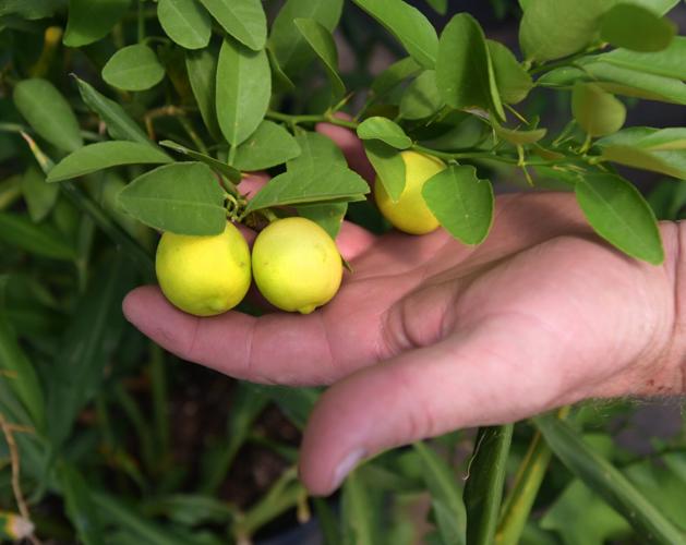 Growing citrus in the Piedmont? This farmer has had plenty of success