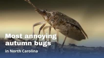 Stink bugs: The good, the bad, and how to get rid of them, Virginia Tech  News