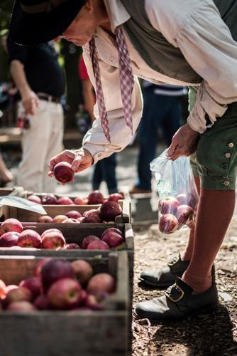Bethabara Park’s Apple Festival draws large, enthusiastic crowd