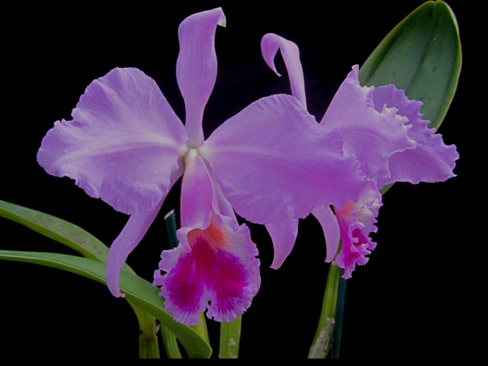 19th Century Artist Was Known For His Orchid Paintings Lifestyles Journalnow Com