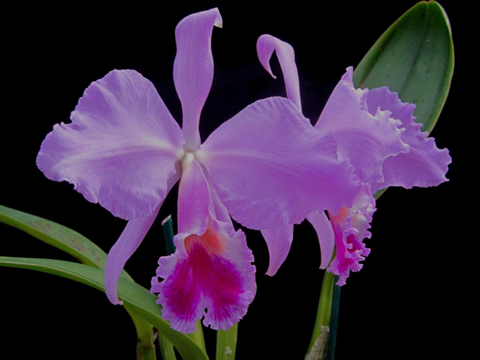 19th Century Artist Was Known For His Orchid Paintings Lifestyles Journalnow Com