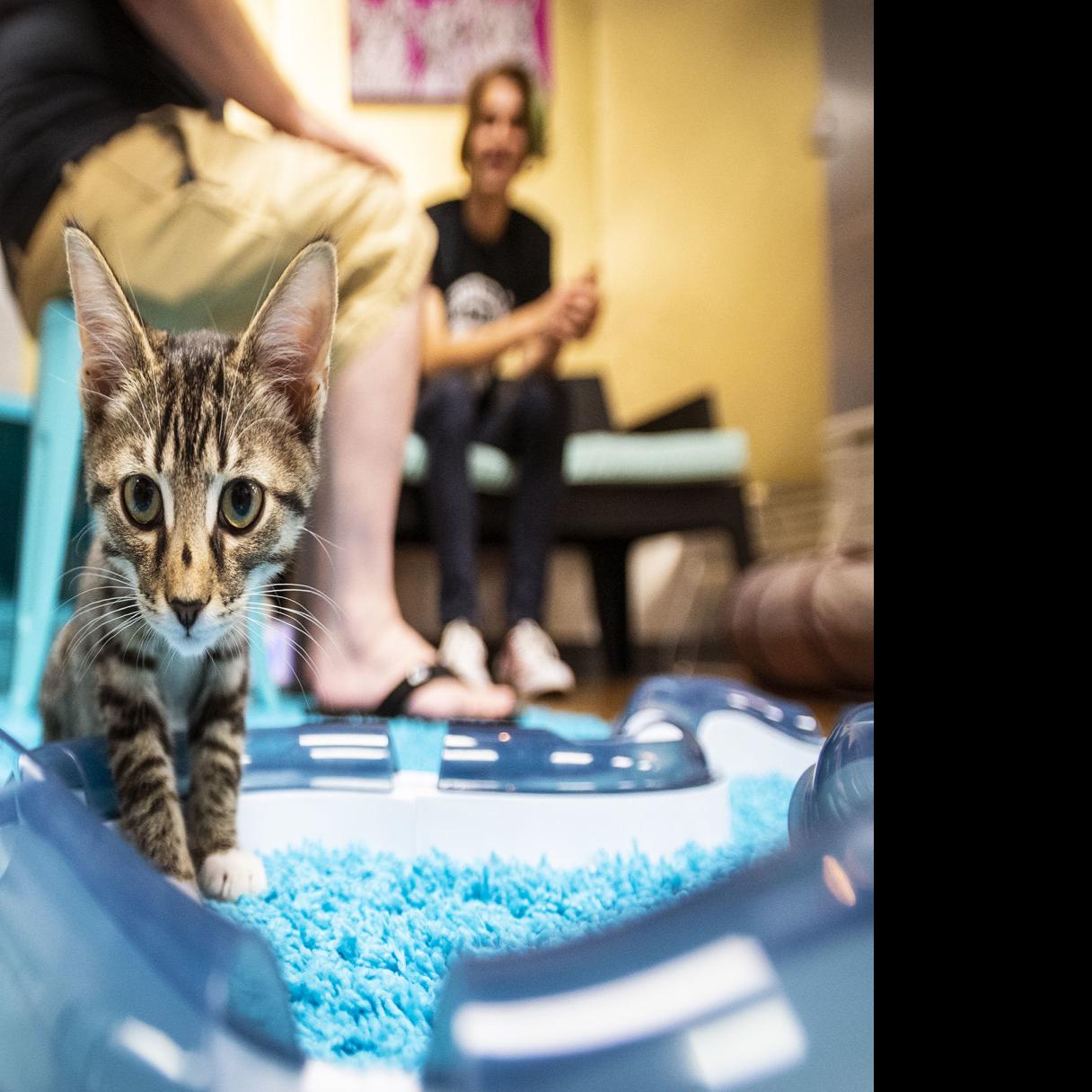 Cat Cafe Opens In Winston Salem With Nine Kittens Ready To Play