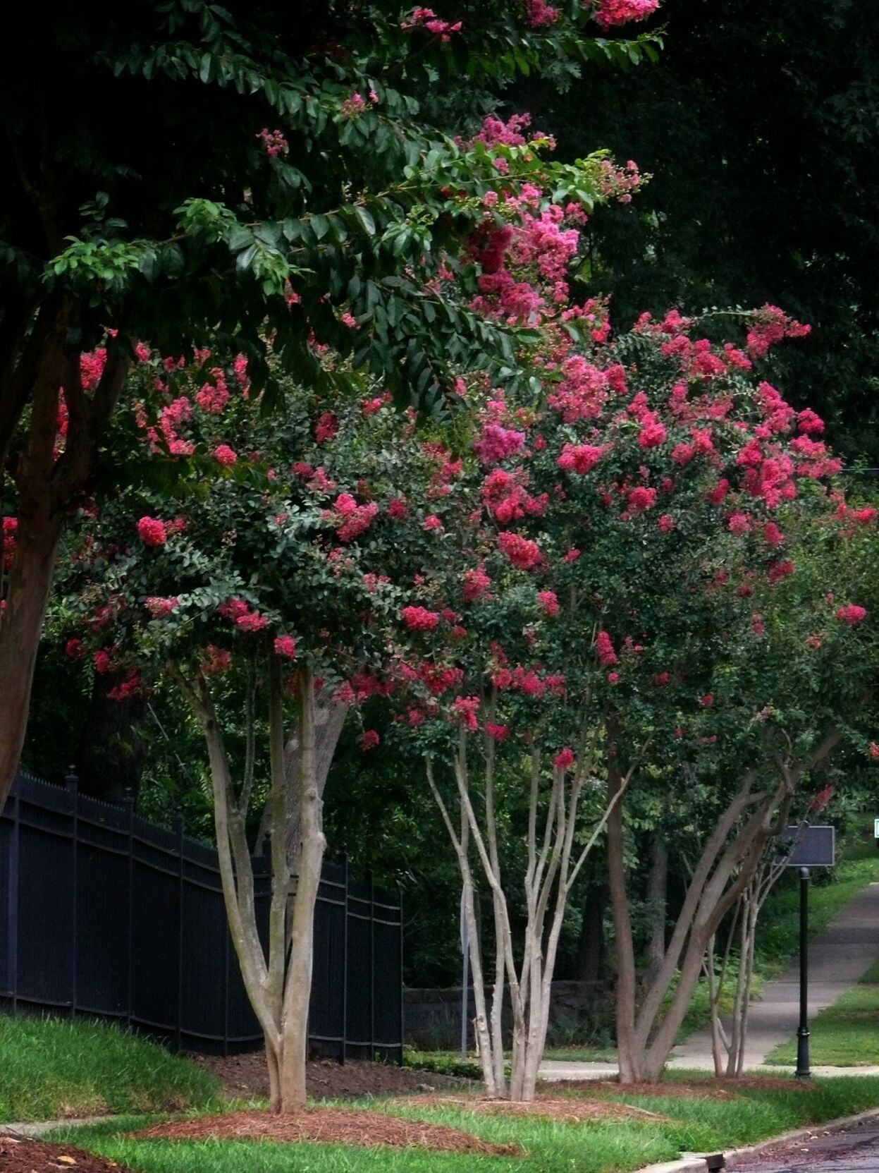 Why aren't my crepe myrtles blooming? Ask SAM