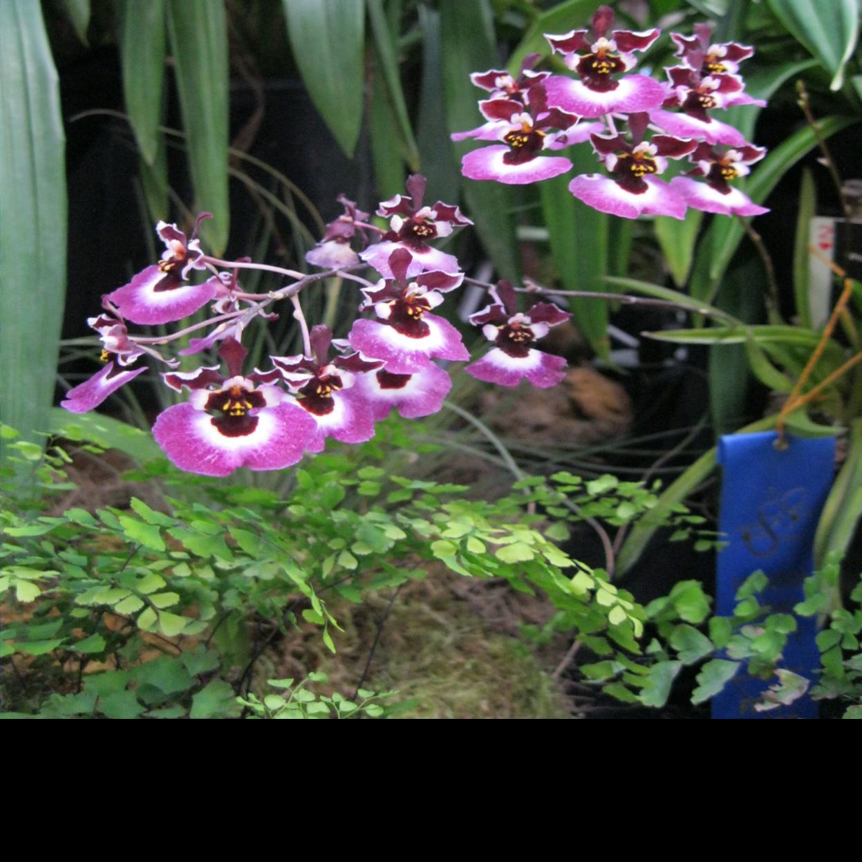 Orchids Growing Under Lights Food Journalnow Com