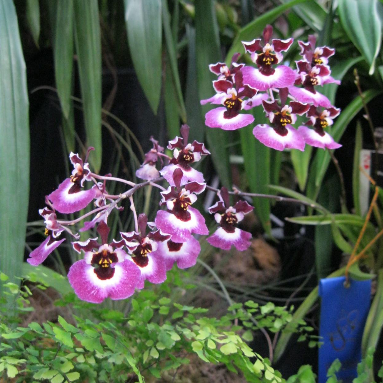 Orchids Growing Under Lights Food Journalnow Com