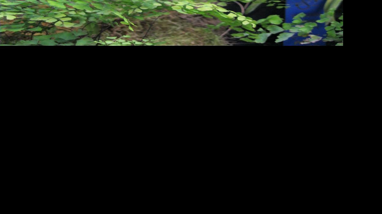 Orchids Growing Under Lights Food Journalnow Com