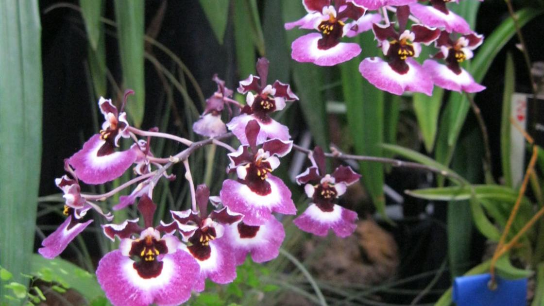 Orchids Growing Under Lights Food Journalnow Com