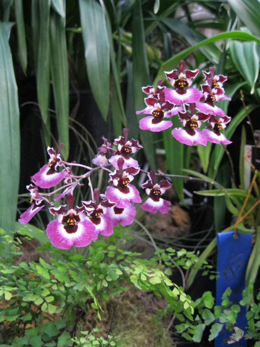 Orchids Growing Under Lights Food Journalnow Com
