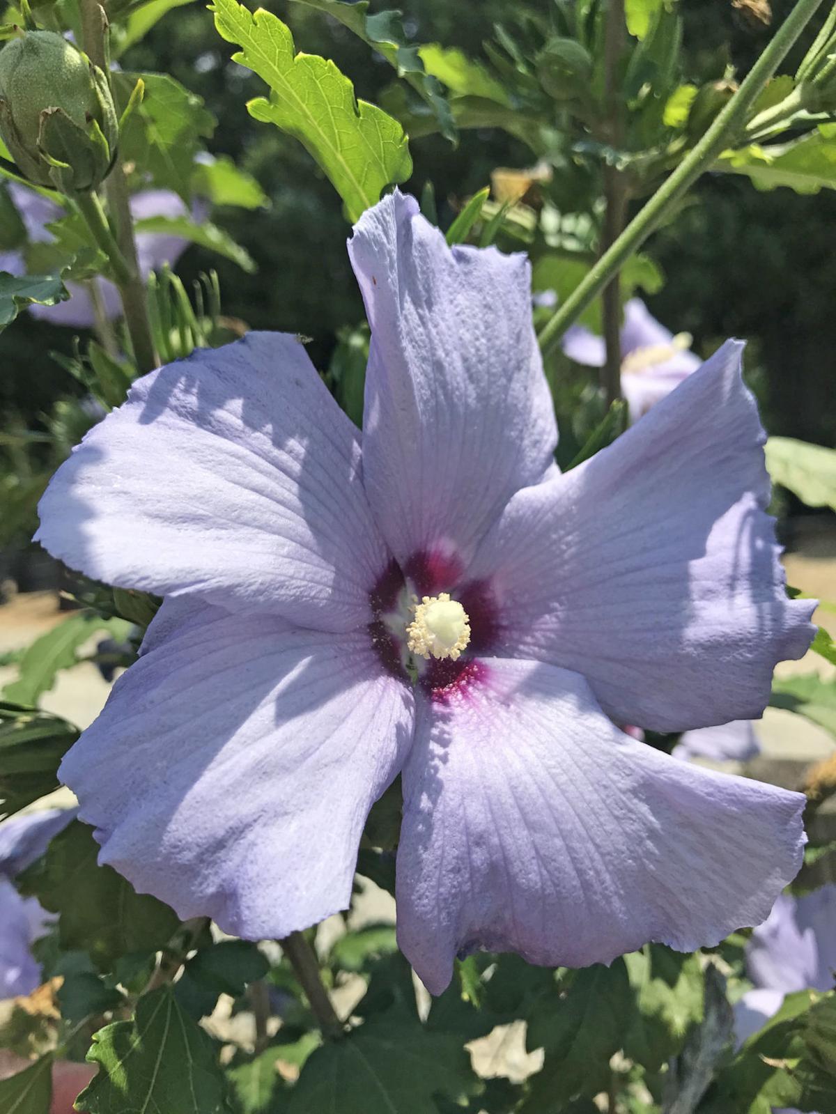 Hibiscus Deserves A Place In Your Garden And Summer Is High Time For These Showy Shrubs Amy Dixon Journalnow Com
