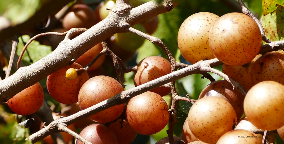 Grape Expectations WinstonSalem couple touts the healing benefits of