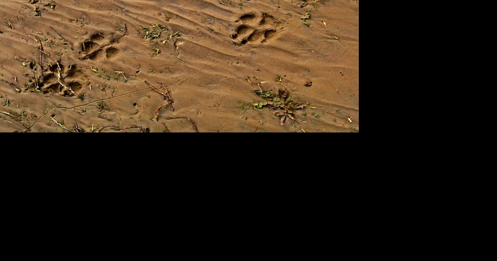 Surry County warns of small rabies exposure in Elkin area