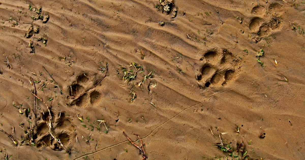 Surry County warns of small rabies exposure in Elkin area