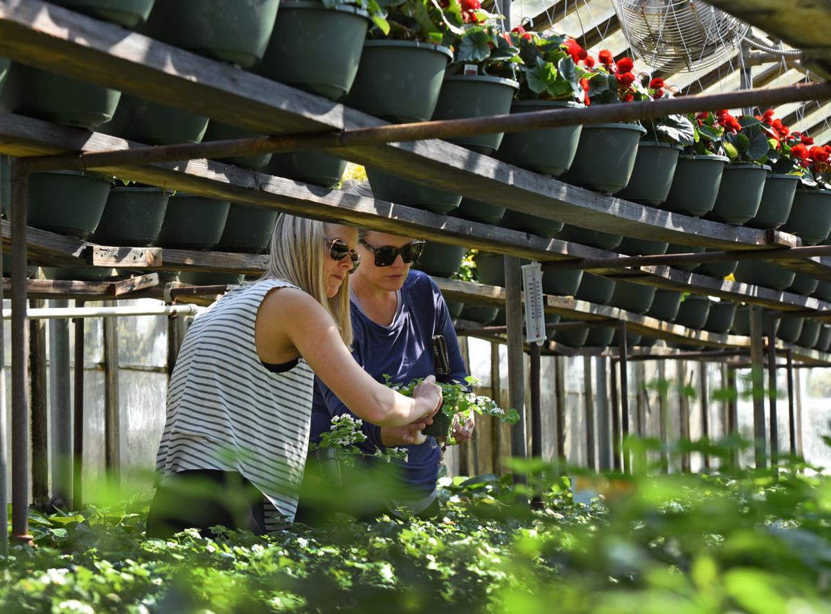 Nurseries Garden Centers Respond To Covid 19 Pandemic Lifestyles Journalnow Com