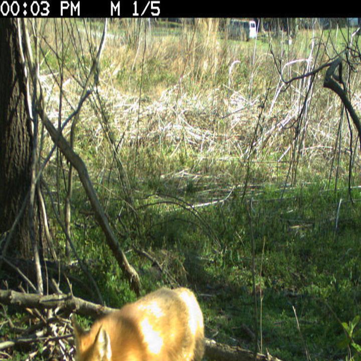Foxes Under Your Porch Here S What To Do About It Ask Sam