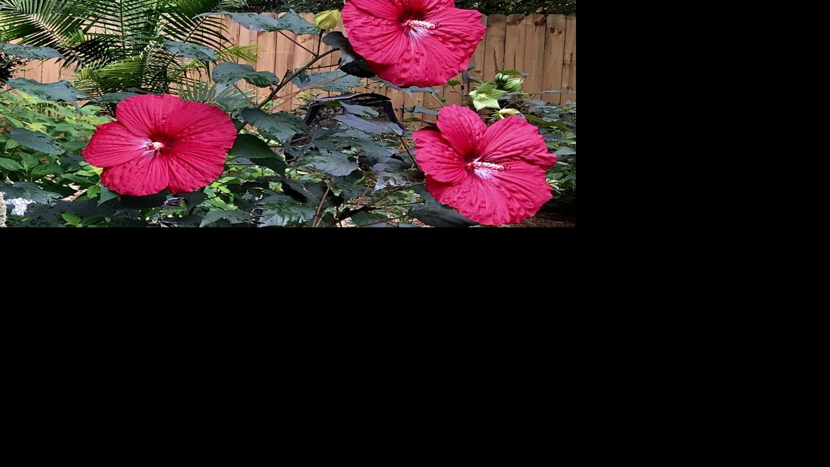 2021 will be the year of the hardy hibiscus | Home & Garden