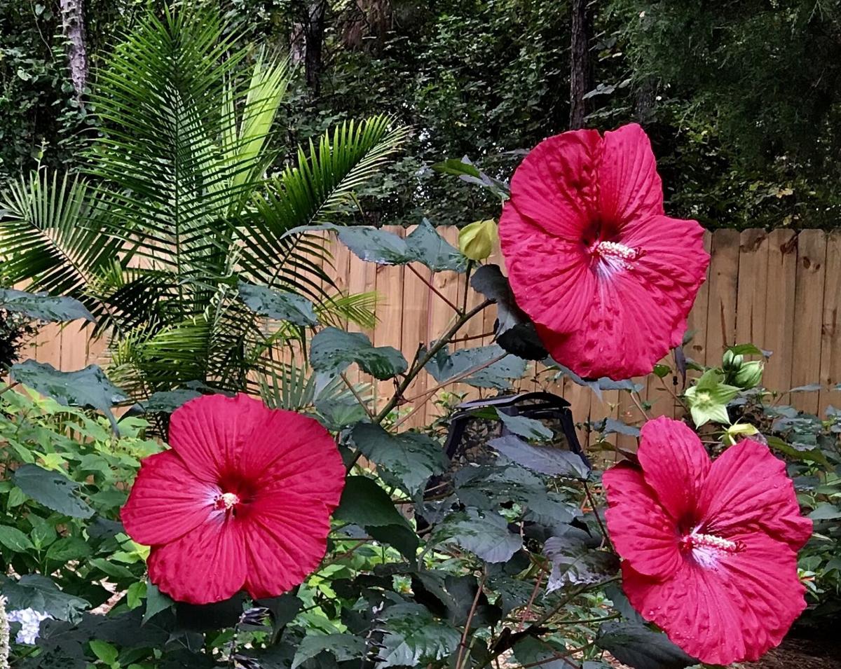 LIFE-HOME-ONGARDENING-2-MCT