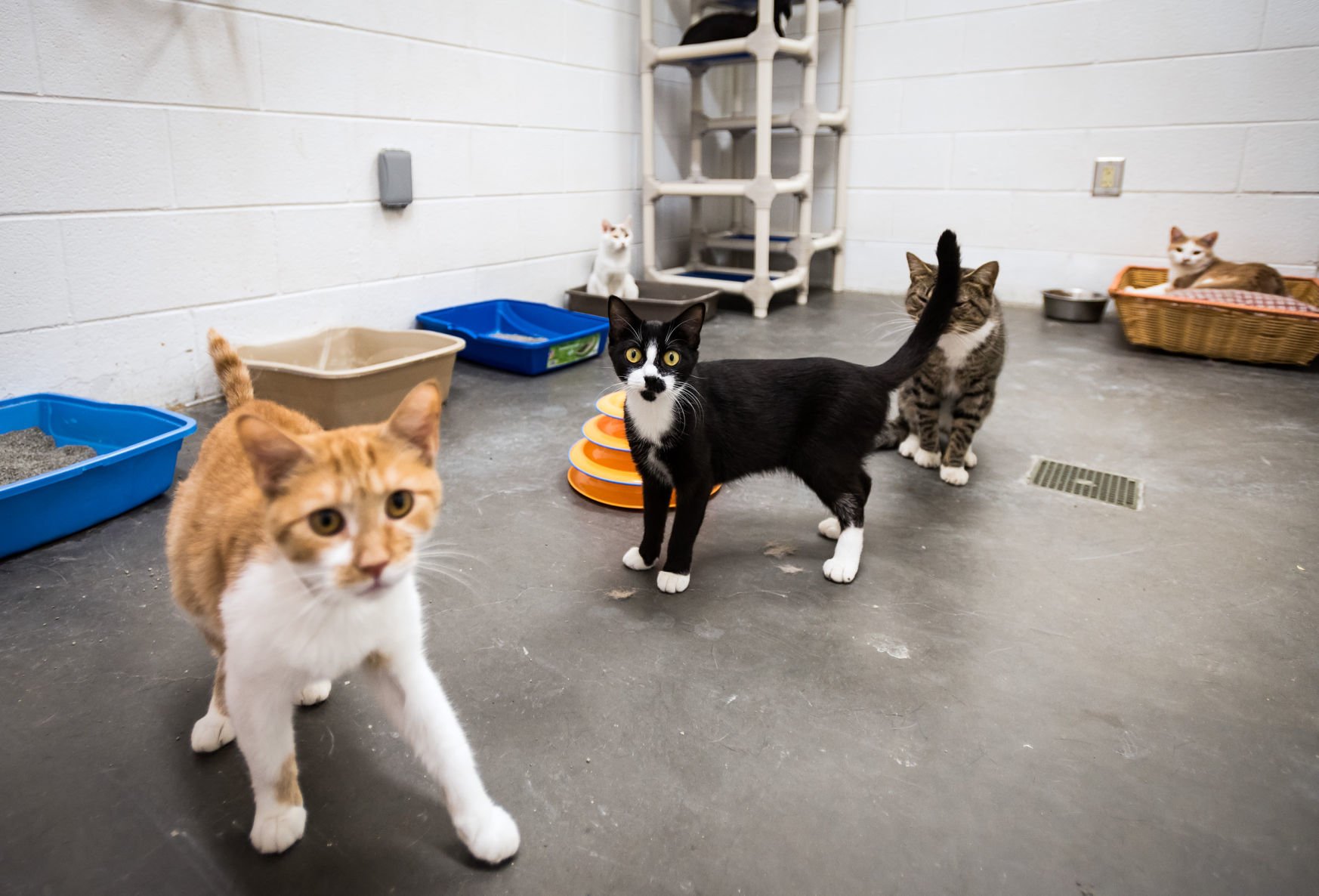 Photos: Davidson County Animal Shelter Is At Full Capacity