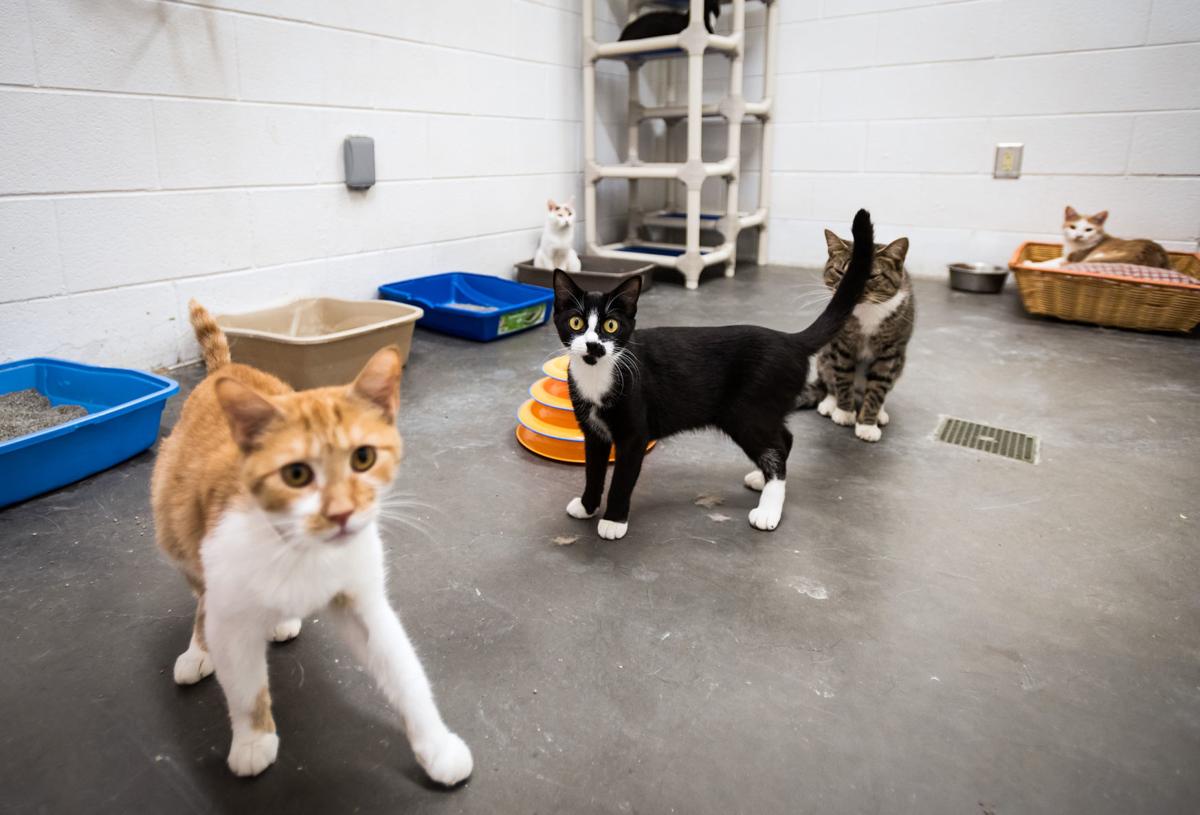Photos Davidson County Animal Shelter is at full capacity