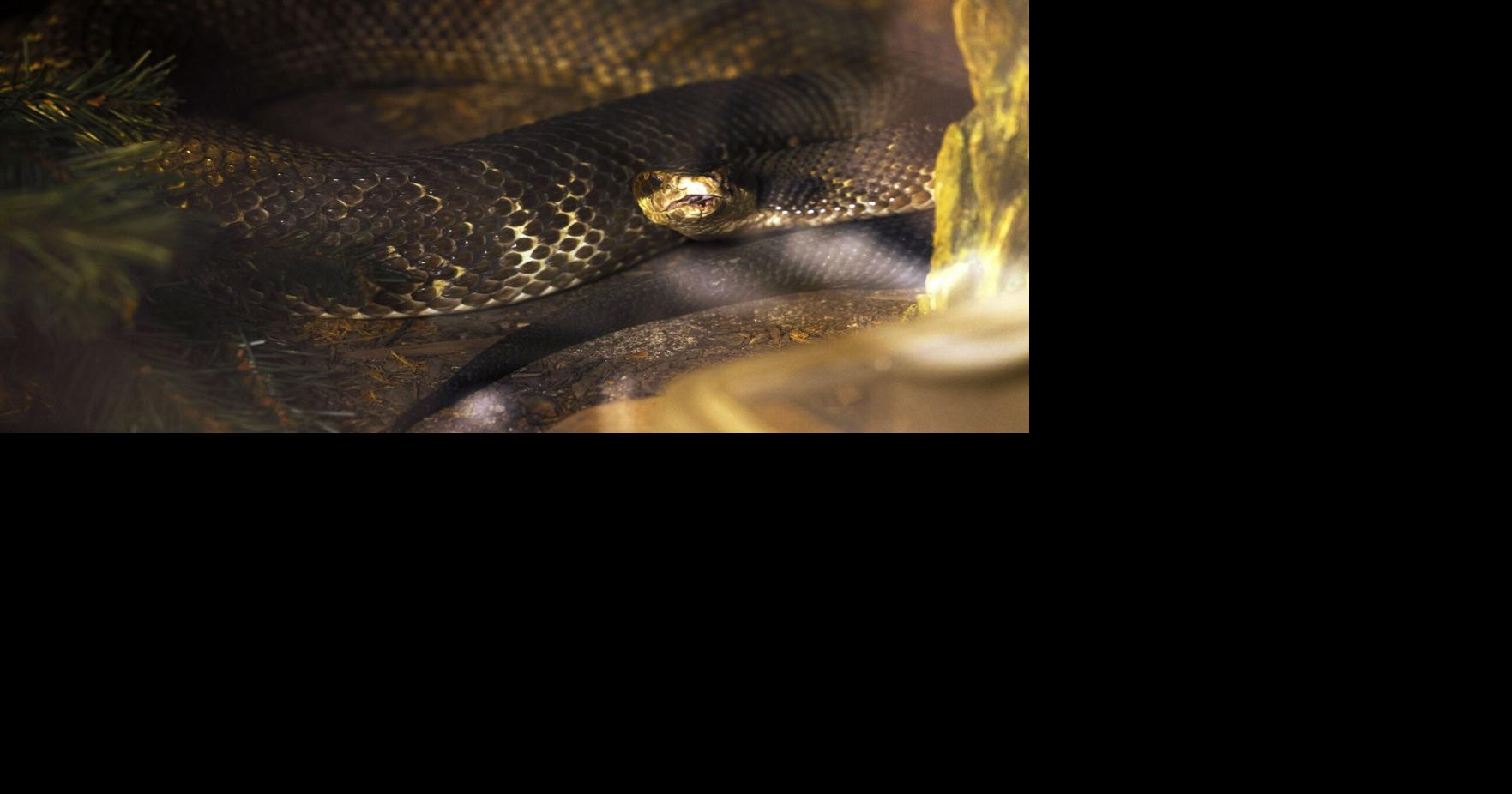 Snakes on a team: Of course a kid in Arkansas practiced with a cottonmouth in his helmet