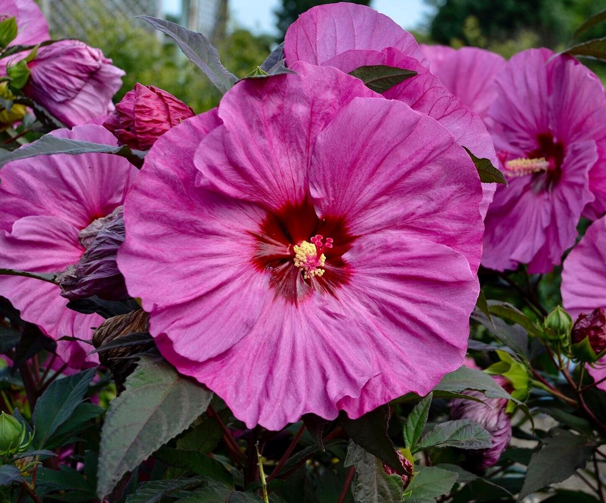 LIFE-HOME-ONGARDENING-5-MCT